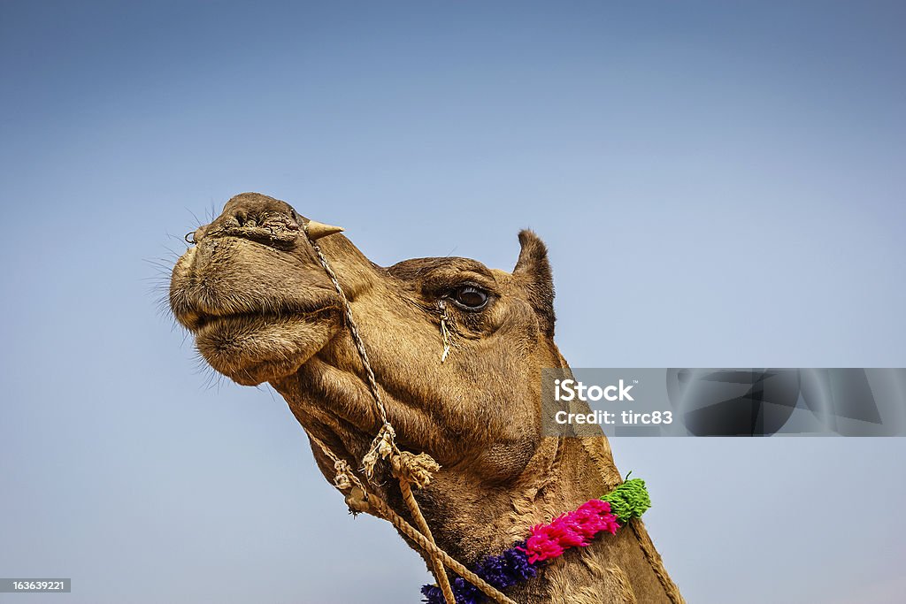 Detalhe de cabeça de camelo - Foto de stock de Animal royalty-free