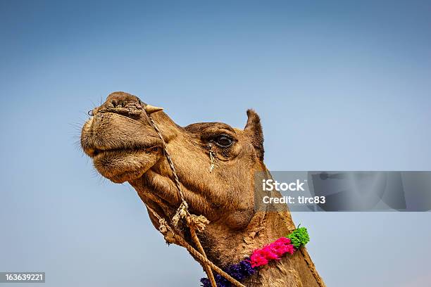 Foto de Detalhe De Cabeça De Camelo e mais fotos de stock de Animal - Animal, Cabeça de animal, Camelo - Camelídeos