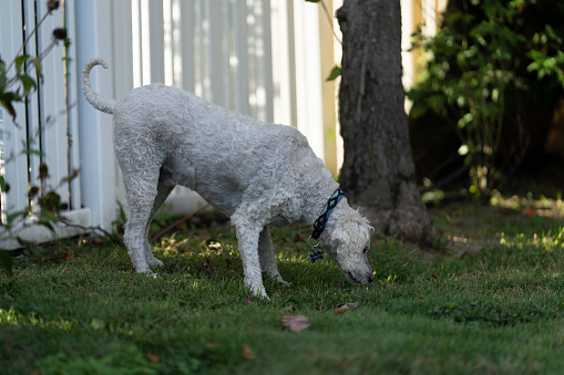Pet Goldendoodle in yard and on deck natural light