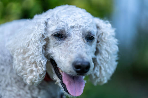 istock Goldendoodle dog in grassy yard Canine 1636392796