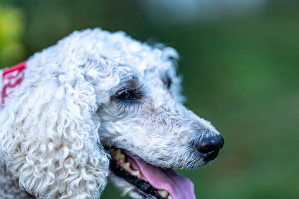 istock Goldendoodle dog in grassy yard Canine 1636392830