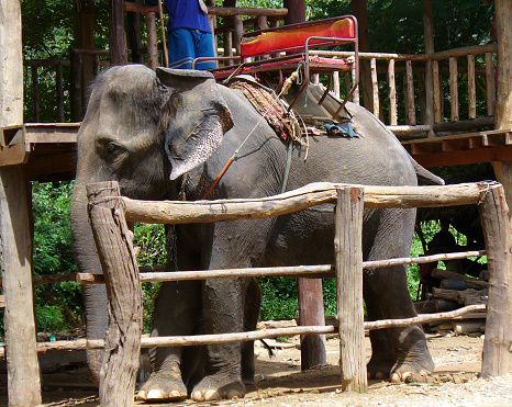 elefant harnessed for tourists transportation in Thailand