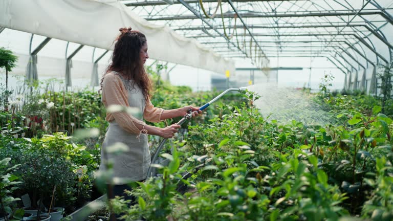 Woman in apron, employee of garden center, taking care of plants and watering them with hose at garden centre greenhouse.