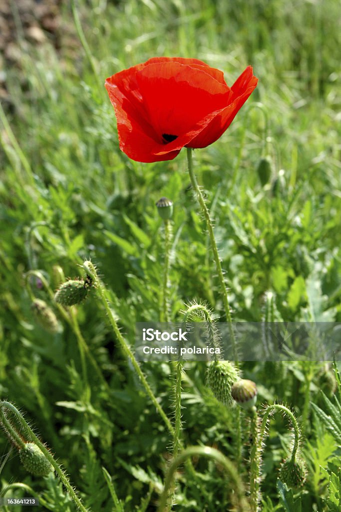 Red poppy CLICK HERE to see more similar images! Meadow Stock Photo