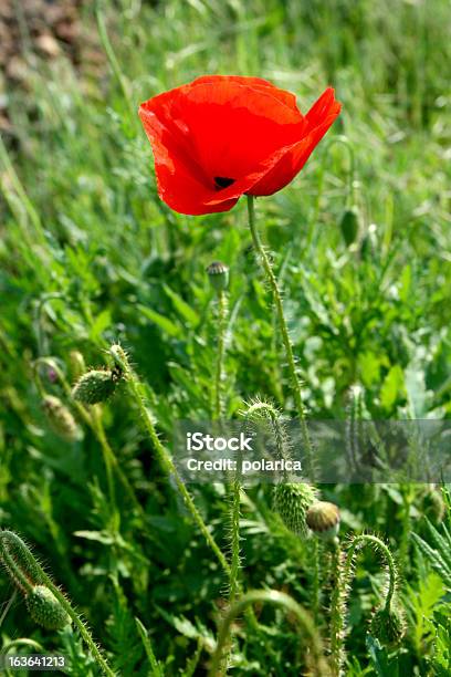 Red Poppy Stock Photo - Download Image Now - Meadow, Single Flower, Abstract