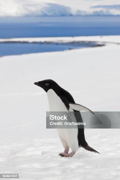 Photo libre de droit de Antarctique Manchot Dadélie Dans Le Paysage De Neige banque d'images et plus d'images libres de droit de Antarctique