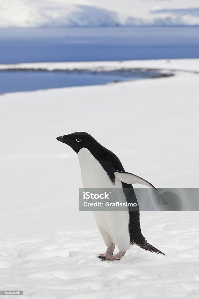 Антарктика Пингвин Адели в снежный пейзаж - Стоковые фото Айсберг - ледовое образовании роялти-фри