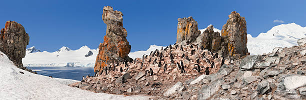 antartide pigoscelide dell'antartide colonia panorama - animal chinstrap penguin antarctic peninsula ice floe foto e immagini stock