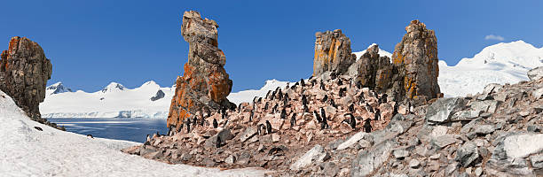 南極ヒゲペンギンコロニーパノラマ - penguin chinstrap penguin antarctic peninsula ice floe ストックフォトと画像