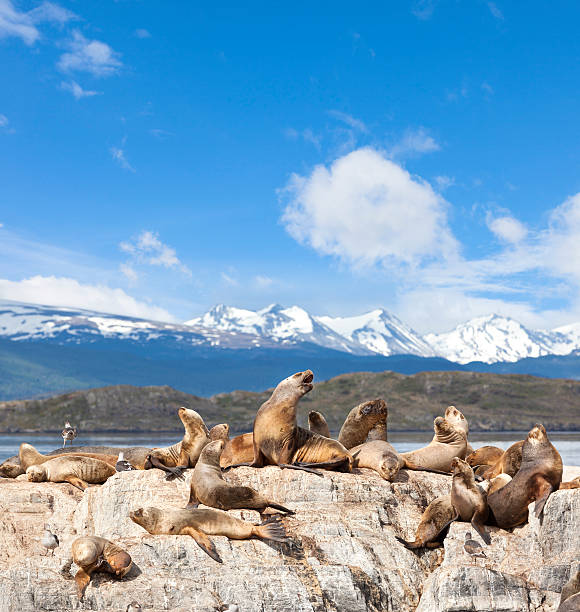 Argentina Ushuaia sea lions on island at Beagle Channel http://farm5.static.flickr.com/4013/4406401903_8d738393a9_o.jpg tierra del fuego province argentina stock pictures, royalty-free photos & images
