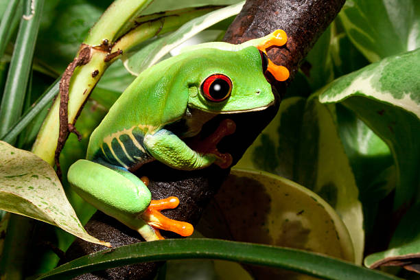 rana en un vástago en su entorno natural - animal frog tree frog rear end fotografías e imágenes de stock