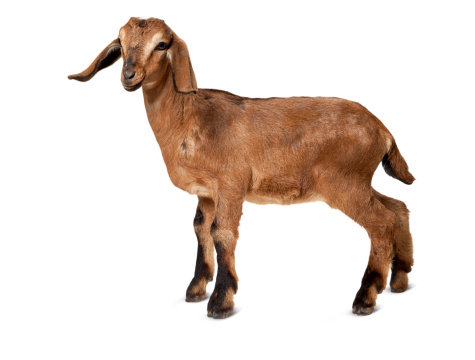 A young brown goat.