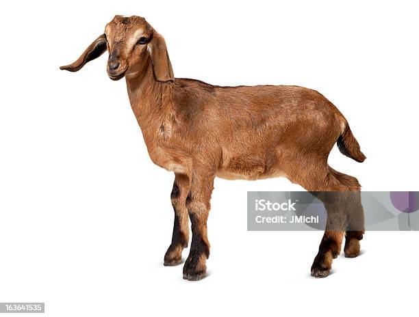 Young Brown Goat Standing On A White Background Stock Photo - Download Image Now - Goat, White Background, Cut Out