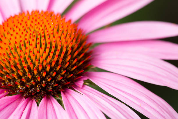 makro fioletowe chaber - coneflower zdjęcia i obrazy z banku zdjęć