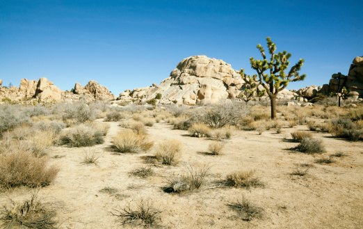 Golden Joshua tree and boulder mountain at Joshua Tree National Park against a blue clear sky.