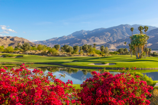 Summer sunlight cast a warm glow to a golf course and bougainvilleas in Palm Springs, California