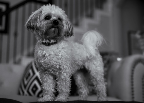 A grayscale of an adorable domestic Maltese dog with a blurry background