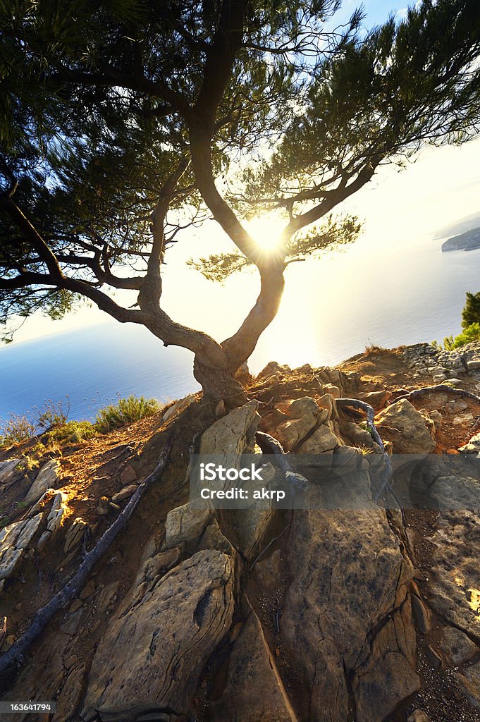 Vecchio Albero di pino alla Riviera francese - Foto stock royalty-free di Acqua