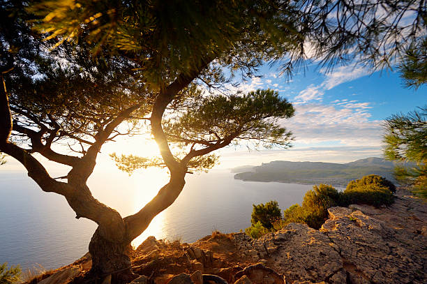 Old Pine Tree at French Riviera Pine Tree in the evening sun high above the mediterranean sea at French Riviera. french riviera stock pictures, royalty-free photos & images