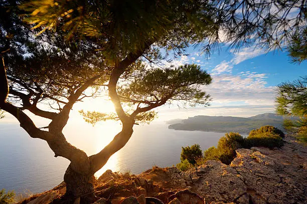 Photo of Old Pine Tree at French Riviera
