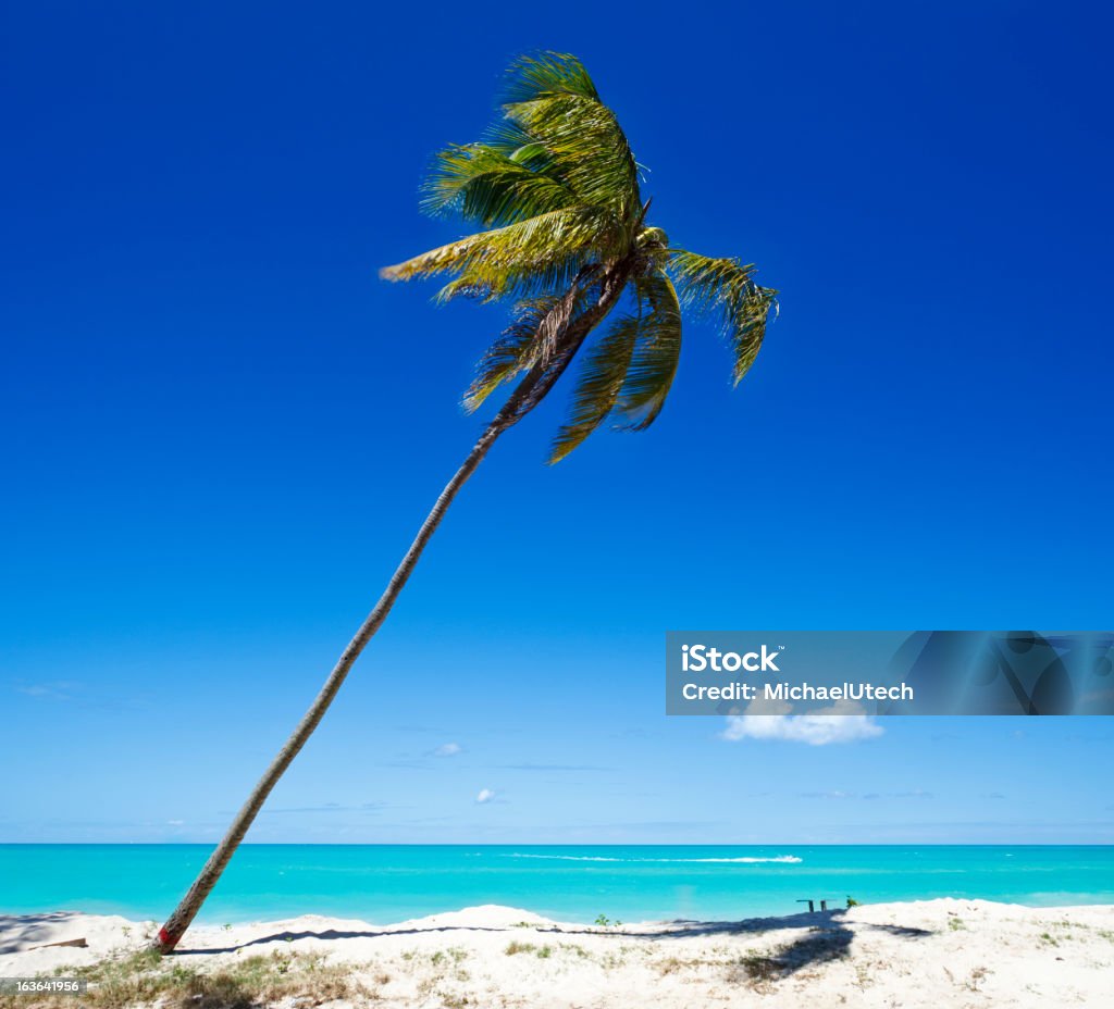 Schräge Palmen am karibischen Strand - Lizenzfrei Antigua &amp; Barbuda Stock-Foto