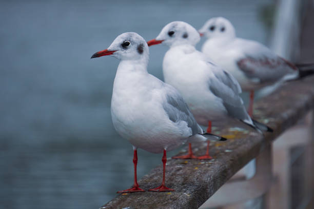 istock seagulls on the railing in the port 1636421003