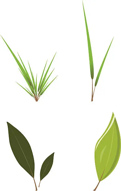 Vector illustration of Green Leaf