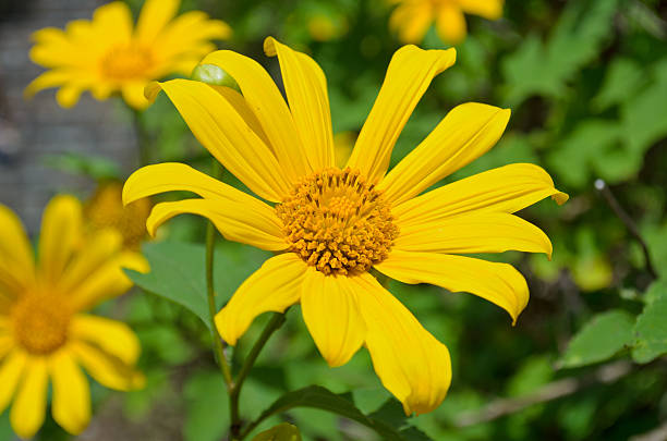 istock Mexican Sunflower Weed. Bright yellow flowers 163642284