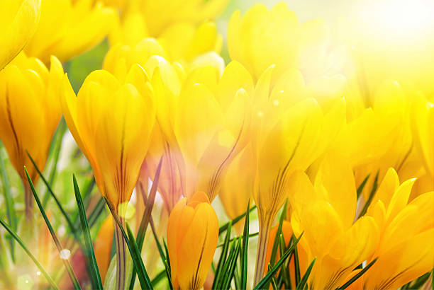 istock Yellow crocuses in beautiful sunlight 163642382