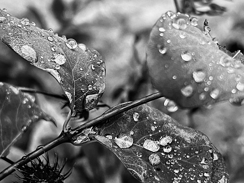 Close up of raindrops on leaves