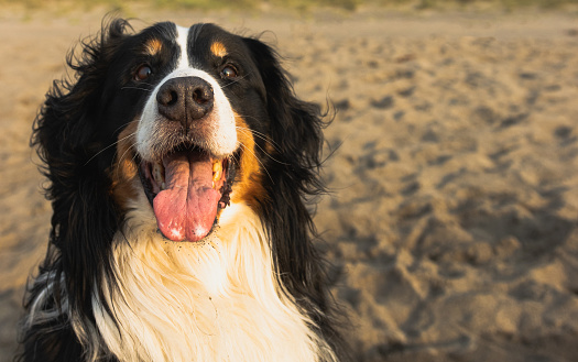 Happy Bernese Mountain Dog on the beach