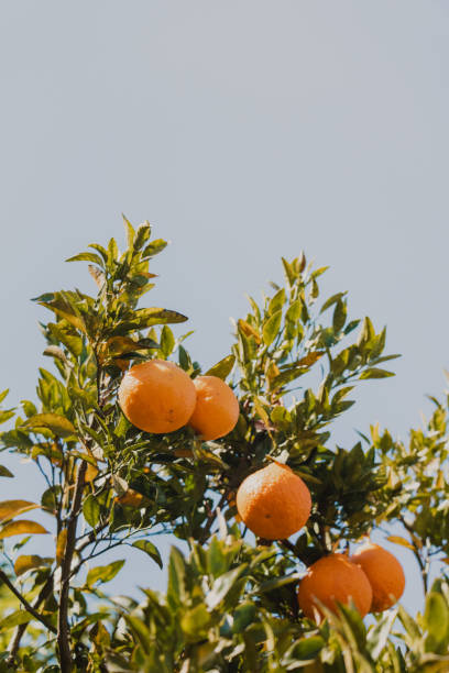 pomarańcze na gałęziach drzew - claudia zdjęcia i obrazy z banku zdjęć