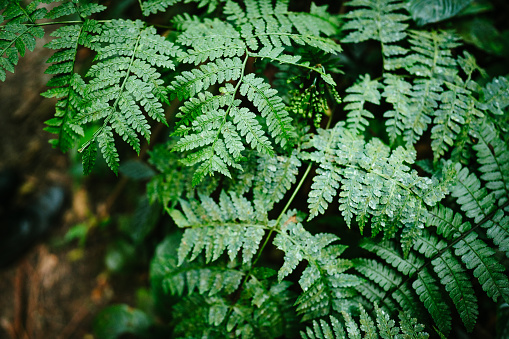 Green leafs of a plant