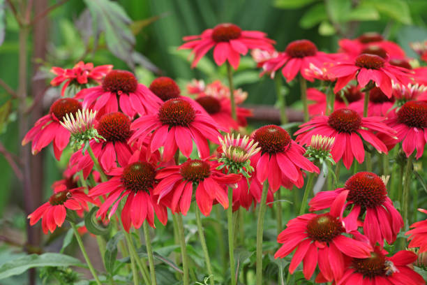 istock Red Echinacea Sombrero coneflower daisy Salsa Red in flower. 1636452744