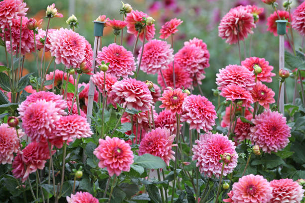 istock Salmon Pink decorative Dahlia 'Salmon Runner' in flower 1636456250