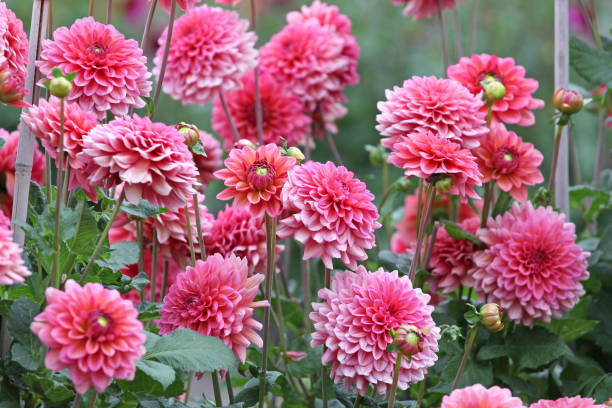 istock Salmon Pink decorative Dahlia 'Salmon Runner' in flower 1636456544