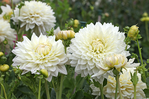 Beautiful white dahlia flower bloom in the garden