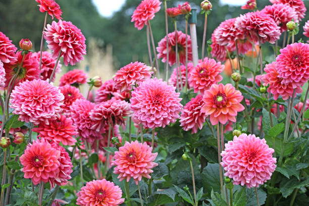 istock Salmon Pink decorative Dahlia 'Salmon Runner' in flower 1636458970