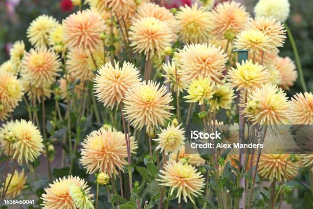 Yellow Cactus Dahlia Hillcrest Jersie In Flower Stock Photo - Download Image Now - Botany, Bright, Cactus