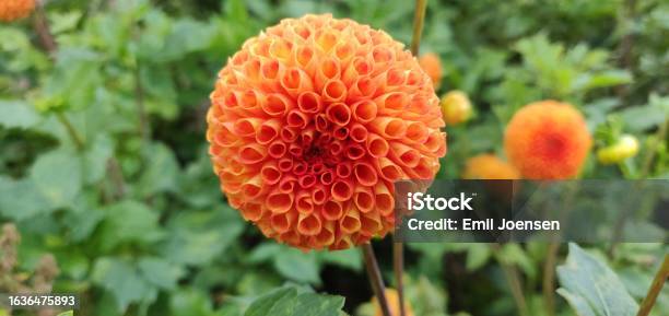 Orange Dahlia Symphony Stock Photo - Download Image Now - Beauty In Nature, Blossom, Botany