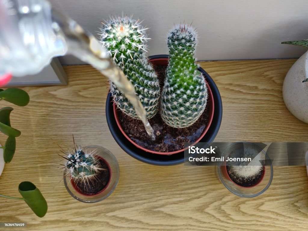 Watering cactus Watering cactus from a different perspective Cactus Stock Photo