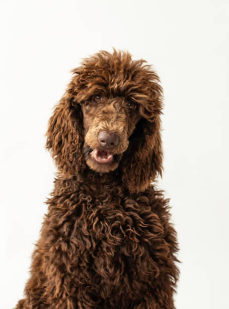 istock Portrait of a Poodle 1636478631
