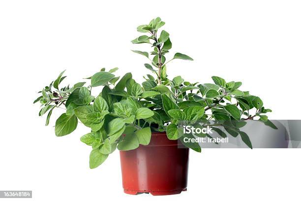 Origano Herb Pianta Crescente In Pentola - Fotografie stock e altre immagini di Alimentazione sana - Alimentazione sana, Bianco, Cibo