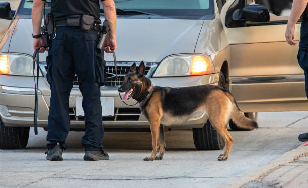 Police Dog Searching a Vehicle stock photo