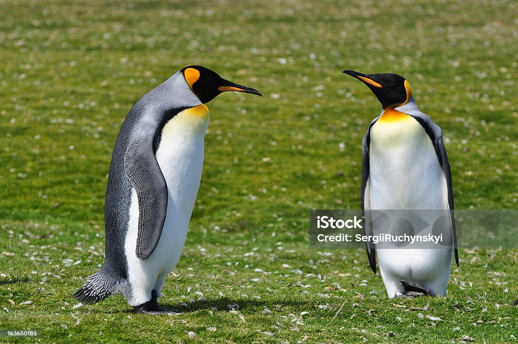 Penguins jolie avec très grand lit - Photo de Amour libre de droits