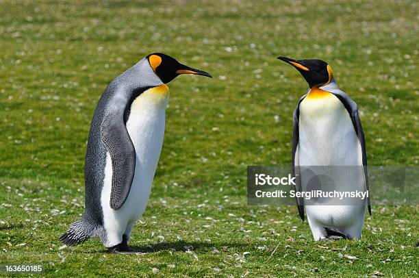 Photo libre de droit de Penguins Jolie Avec Très Grand Lit banque d'images et plus d'images libres de droit de Amour - Amour, Colonie d'animaux, Deux animaux