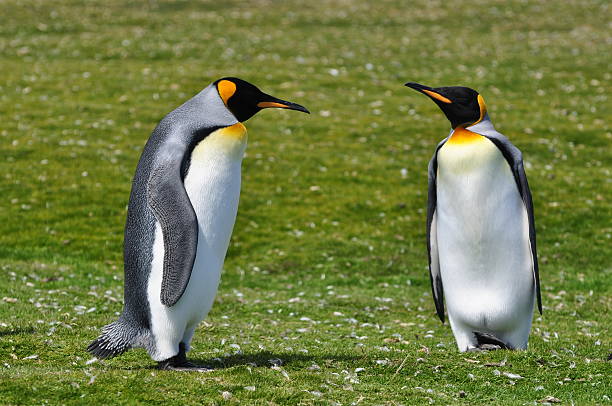 pinguins linda cama king-size - penguin fun volunteer point bird - fotografias e filmes do acervo