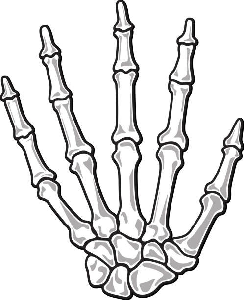 скелет руки иллюстрация - metacarpal stock illustrations