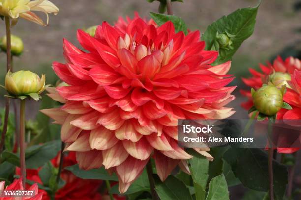 Red And Orange Dahlia Hillcrest Firecrest In Flower Stock Photo - Download Image Now