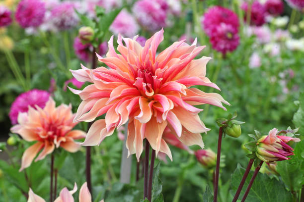 Peach and pink Decorative Dahlia 'Labyrinth' in flower.